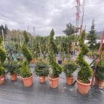 Cyprusovec leylandský (Cupressocyparis leylandii) ´CASTLEWELLAND GOLD´ - výška 80-100 cm, kont. C12L - ŠPIRÁLA